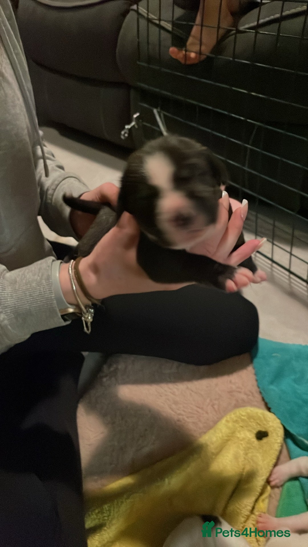 Mixed Breed dogs for sale: Staffy Cross puppies in Wisbech - Advert 9