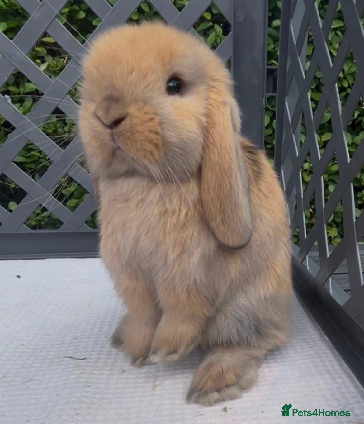 Mini Lop rabbits Pedigree mini lop babies - Advert 4