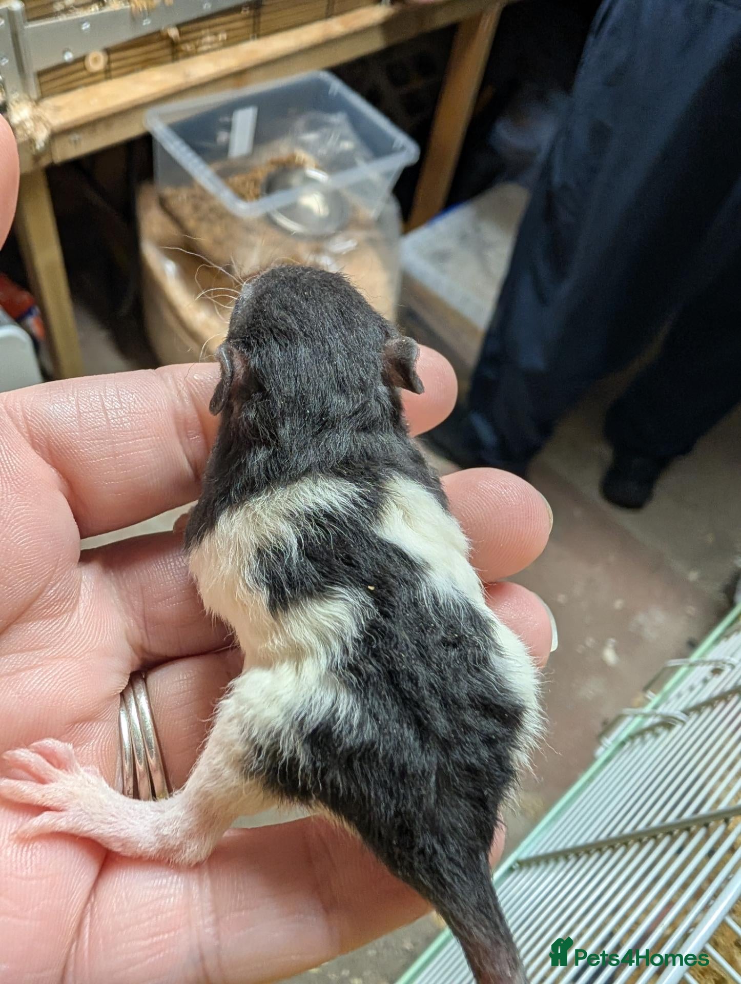 Rat rodents Dumbo/standard mix Baby rats - Advert 6