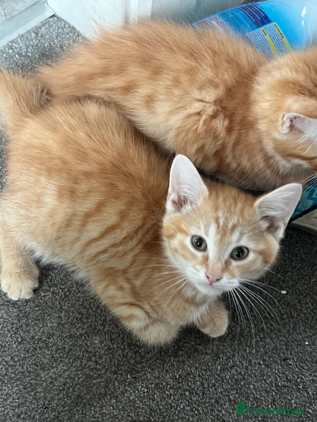 Mixed Breed cats for sale: Beautiful Friendly Kittens Ready for Loving Homes - Advert 2
