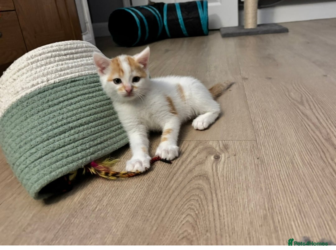 Domestic Shorthair cats for sale: Sweet, Playful Kittens Ready for Loving Homes 🐱 - Image 8