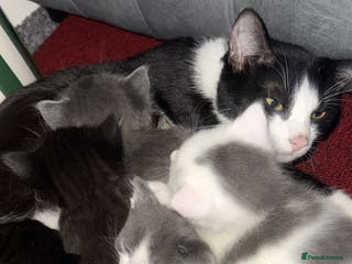 Mixed Breed cats One beautiful female kitten remaining - Advert 1