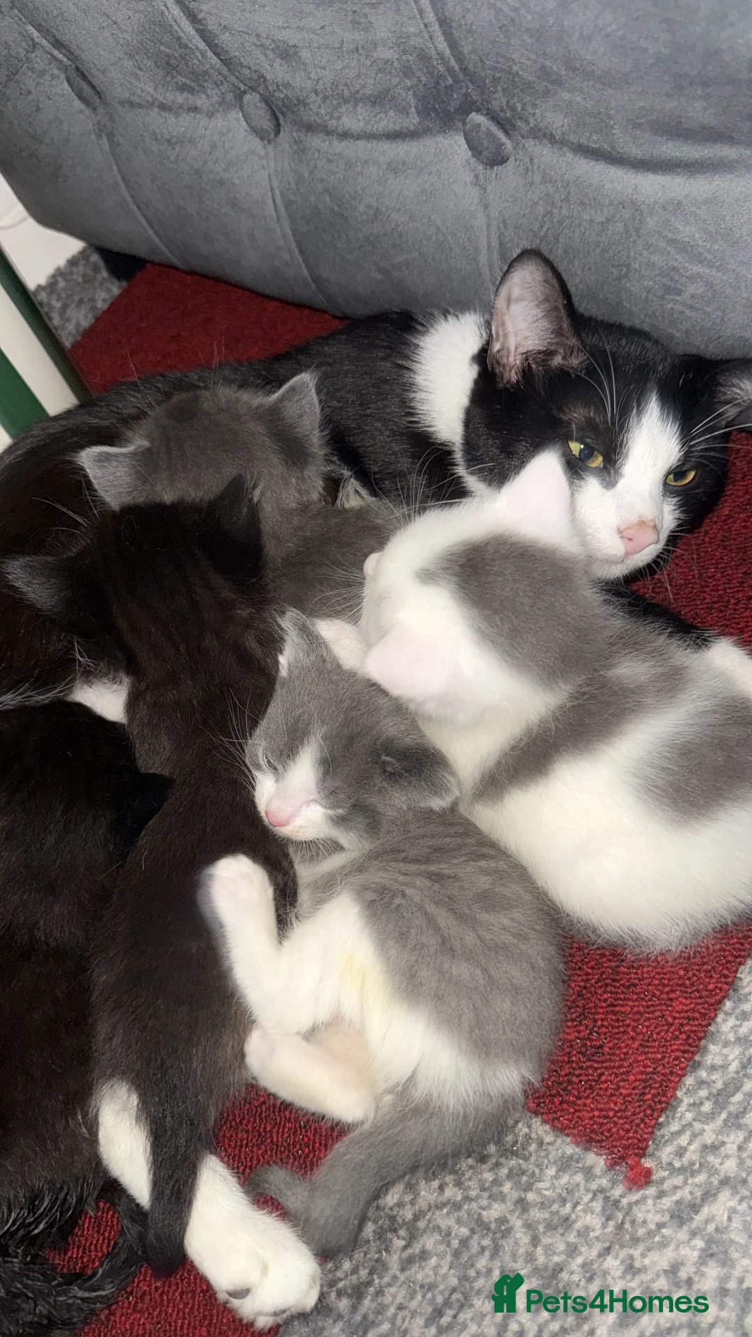 Mixed Breed cats for sale: One beautiful female kitten remaining  - Advert 1