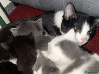 Mixed Breed cats One beautiful female kitten remaining - Advert 18