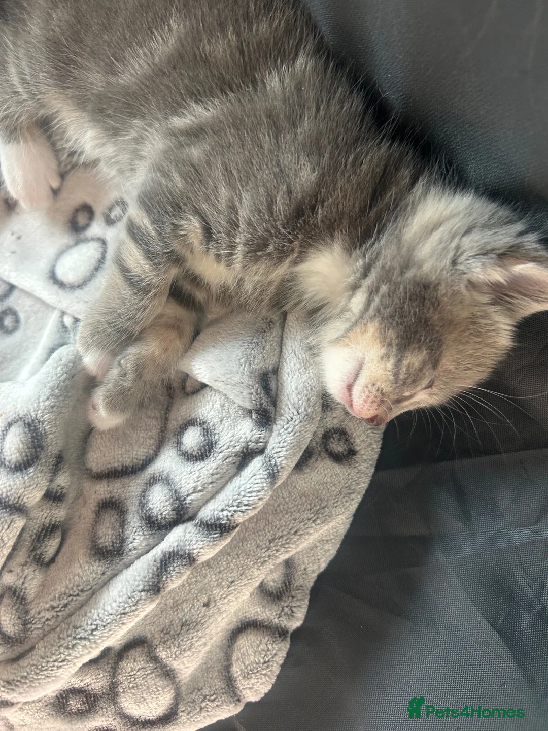 Mixed Breed cats for sale: 1 female grey kitten - Advert 2