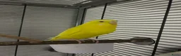 Budgerigars birds for sale: Tom and Jerry  - Advert 6