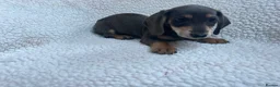 Miniature Dachshund dogs for sale: ***mini dachshund *** - Advert 11