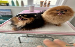 Pomeranian dogs for stud: 1.6kg Chocolate producer ovulation test included  - Image 14