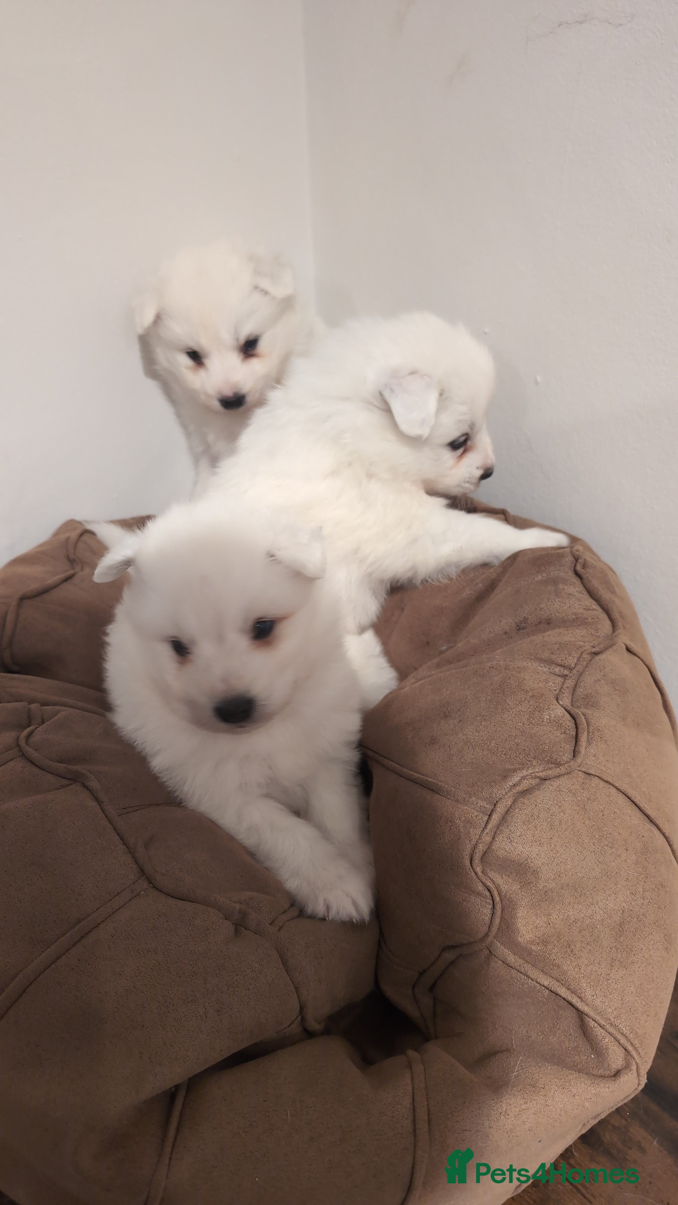 Samoyed dogs Only 3 females left - Advert 11