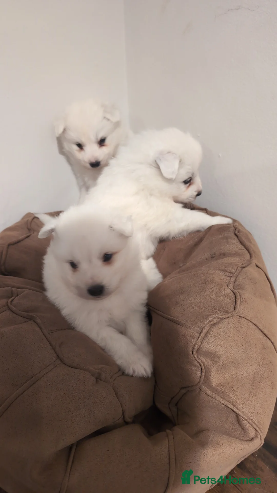 Samoyed dogs for sale: Only 3 females left in Oakham - Advert 1