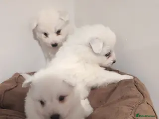 Samoyed dogs Only 3 females left - Advert 6