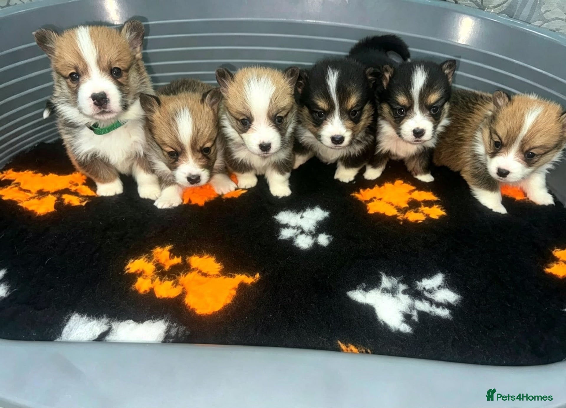 Welsh Corgi Pembroke dogs Kc pembroke corgi puppies - Advert 8