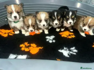 Welsh Corgi Pembroke dogs Kc pembroke corgi puppies - Advert 8