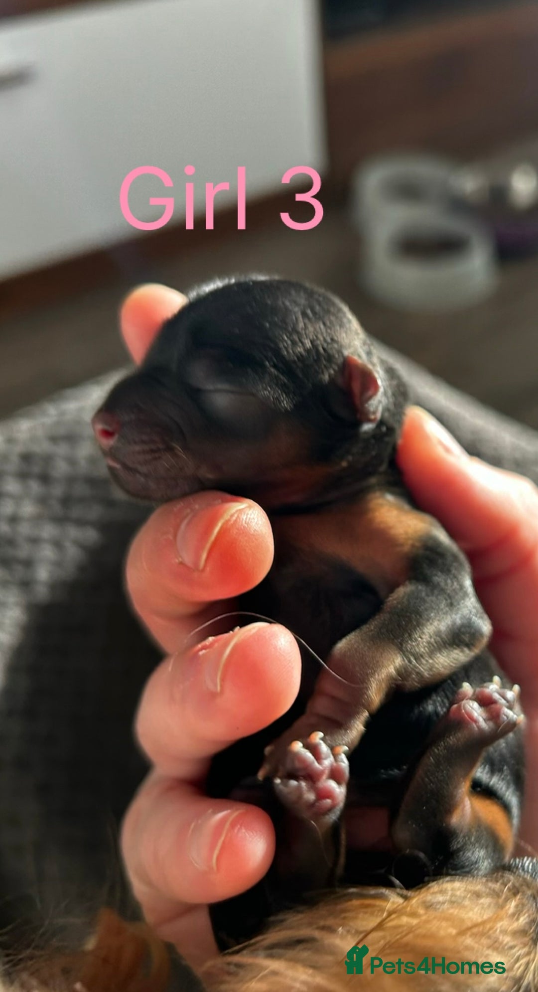 Yorkshire Terrier dogs for sale: Tiny Yorkshire terrier puppies  - Advert 5