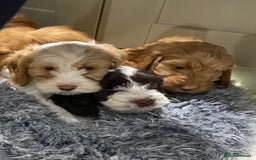 Cockapoo dogs for sale: Chunky Cockapoo Puppies - Image 2