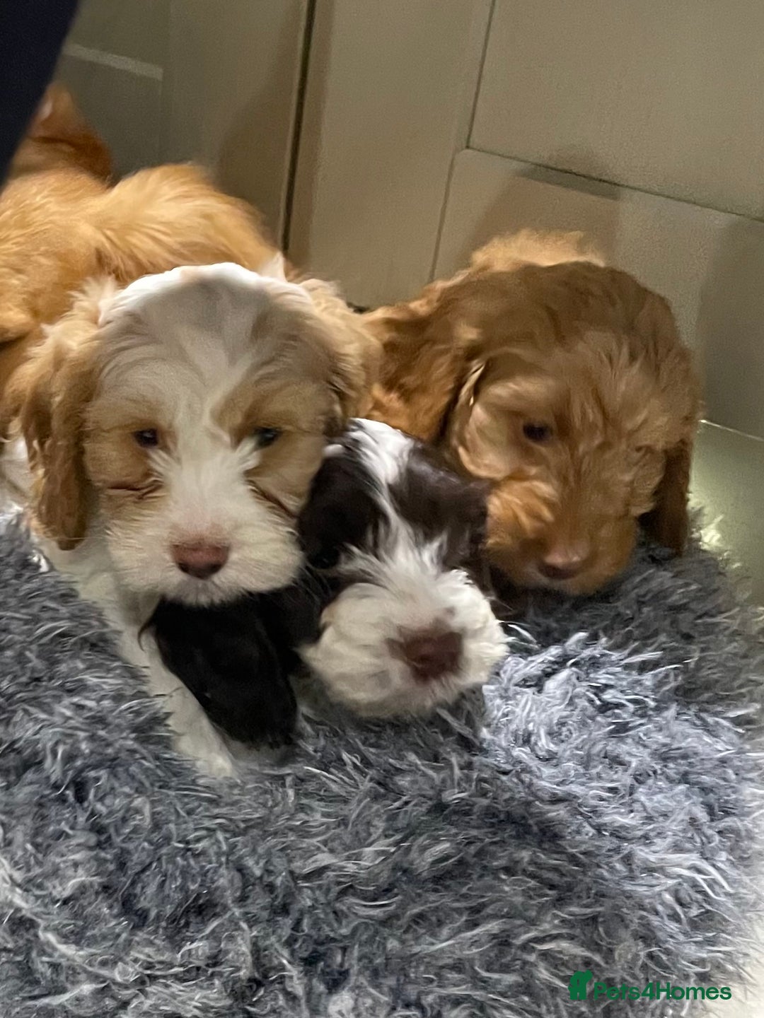 Cockapoo dogs for sale: Chunky Cockapoo Puppies - Image 2