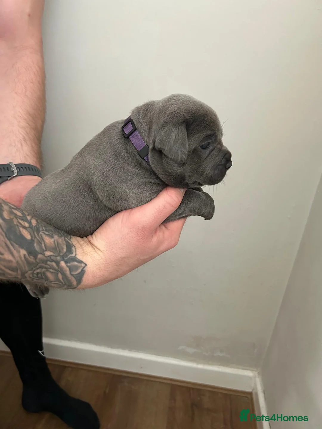Staffordshire Bull Terrier dogs for sale: Staffordshire bull terrier  dogs blue staffs  - Advert 15