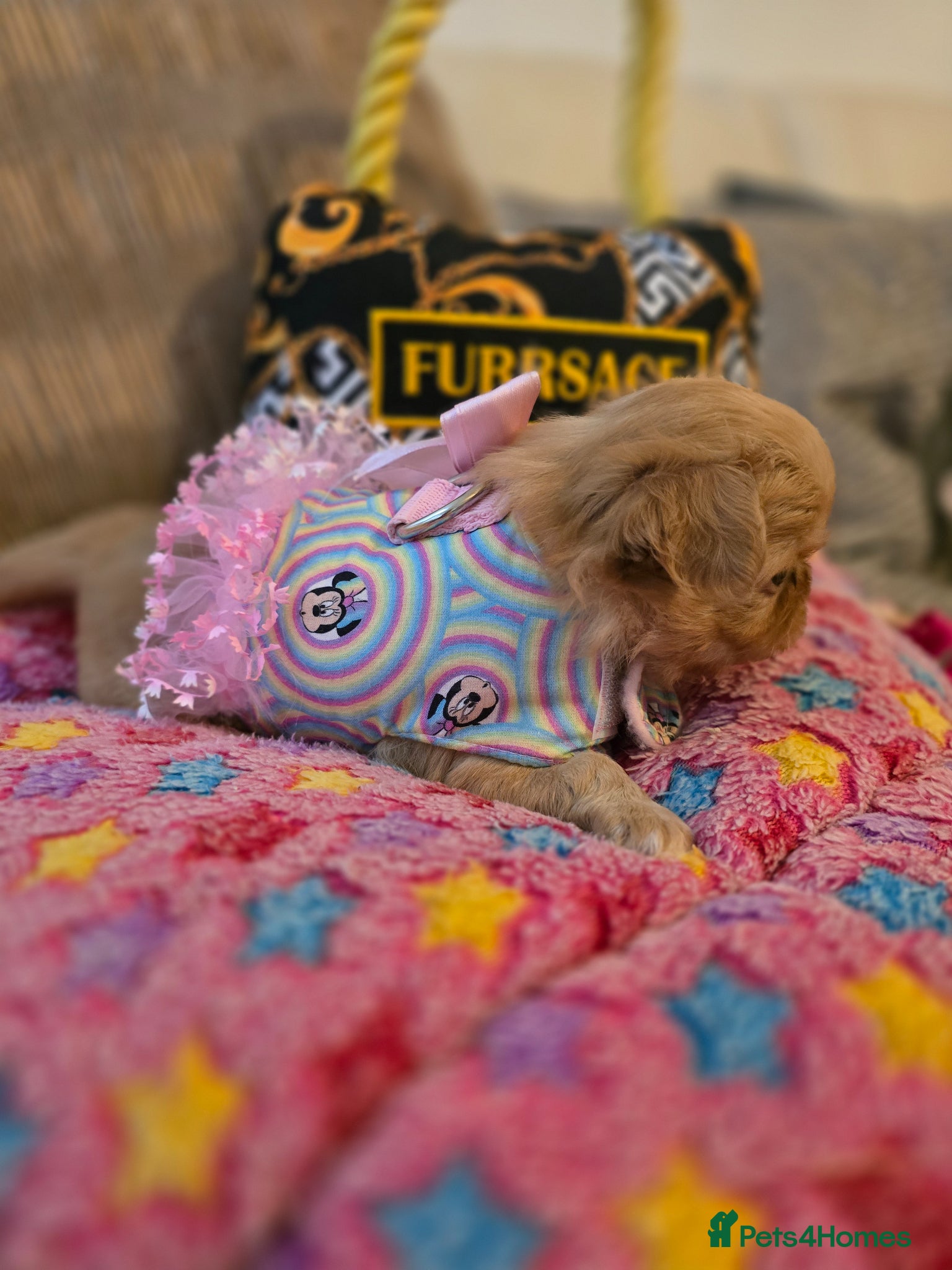 Chihuahua dogs for sale: Xx stunning kc chihuahua longcoat puppies Xx - Advert 19