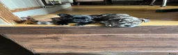 French Bulldog dogs for sale: French bulldog puppies looking for good new home  in Lancaster - Advert 31