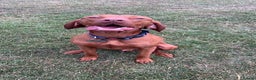 Hungarian Vizsla dogs for stud: Danko is Ready to Meet New Girlfriends. - Advert 4