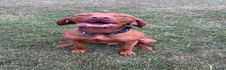 Hungarian Vizsla dogs for stud: Danko is Ready to Meet New Girlfriends. - Advert 4