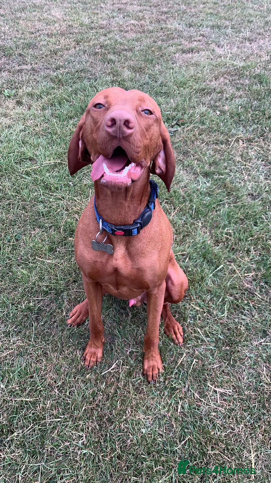 Hungarian Vizsla dogs for stud: Danko is Ready to Meet New Girlfriends. - Advert 4