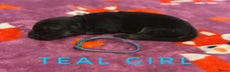German Shepherd dogs for sale: Fully Health Tested, KC registered GSD puppies due - Advert 19