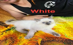 Ragdoll cats for sale: 🐈❤️5 Pure Ragdolls Waiting for Loving Family❗️❤️ - Image 38