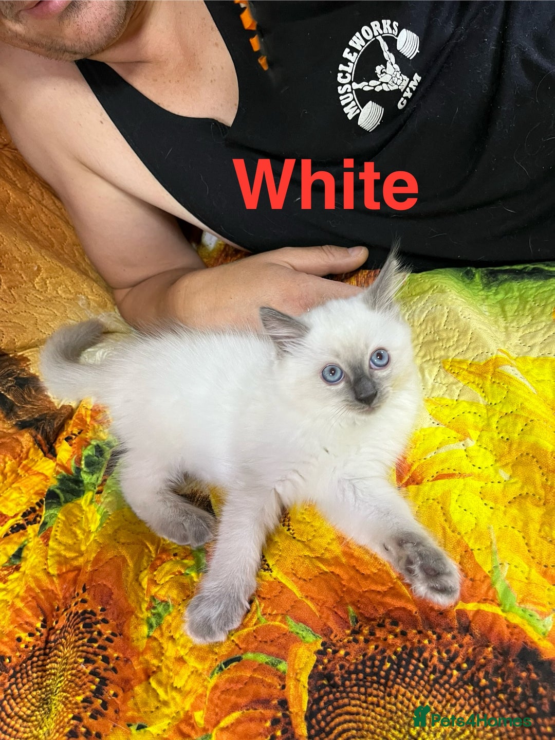 Ragdoll cats for sale: 🐈❤️5 Pure Ragdolls Waiting for Loving Family❗️❤️ - Image 38