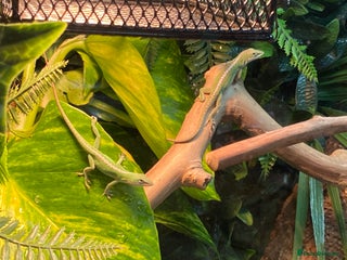 Anole reptiles 3 x juvenile green anole for sale - Advert 1