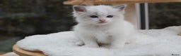 Ragdoll cats for sale: Blue Lynx Bicolour Ragdoll TICA Registered  - Advert 15