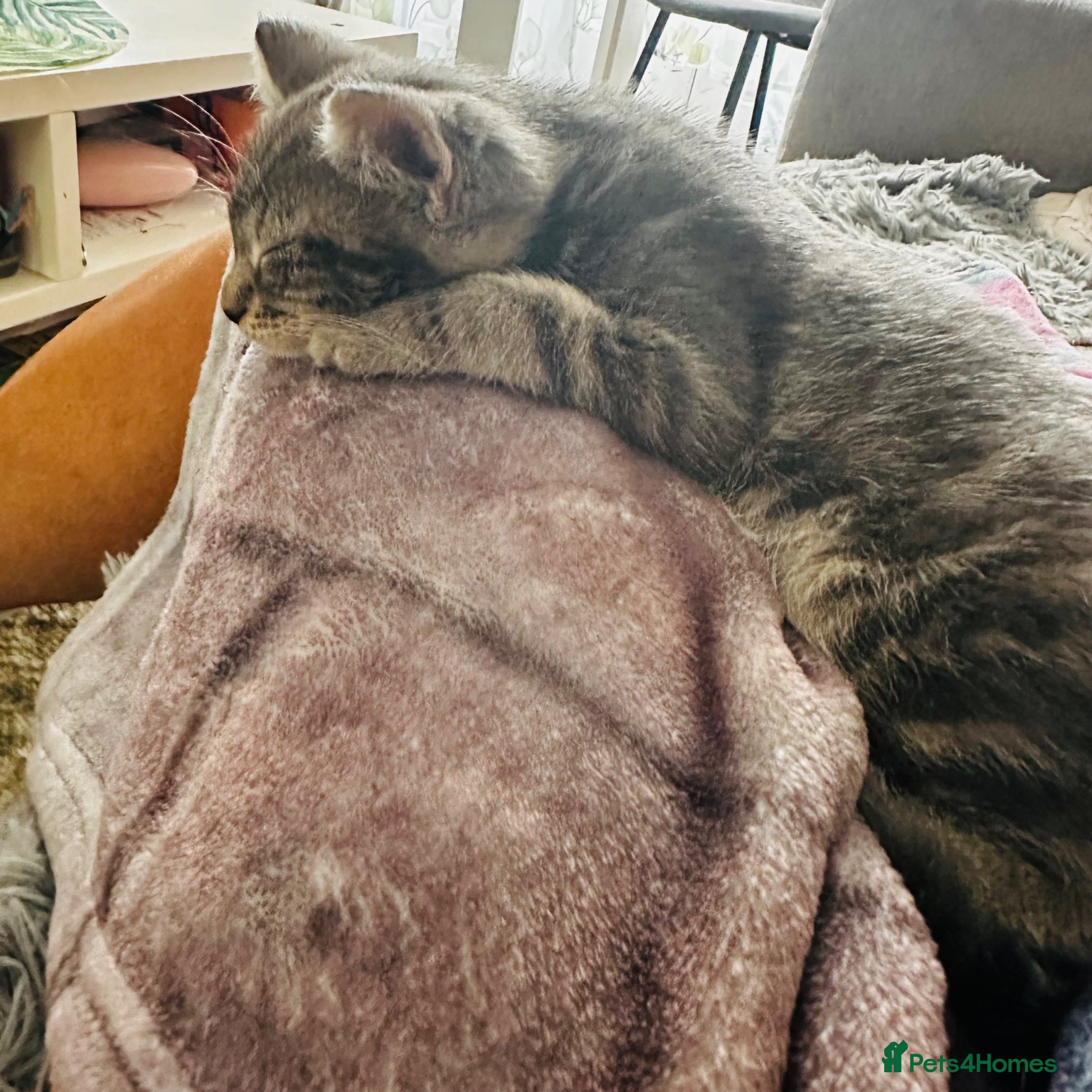Mixed Breed cats Beautiful 😻  - Advert 4