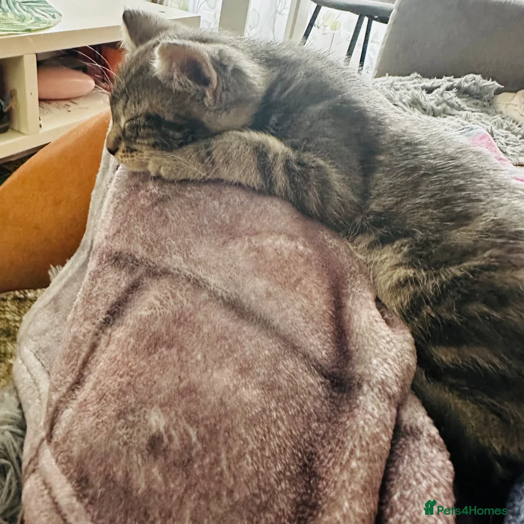 Mixed Breed cats for sale: Beautiful 😻  - Advert 1