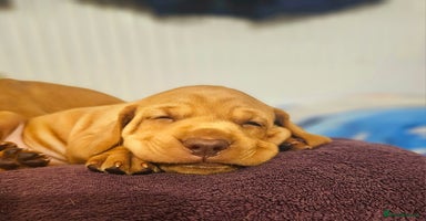 Hungarian Vizsla dogs - Advert 14