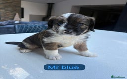 Mixed Breed dogs for sale: Outstanding Saint Bernadoodle Puppies  - Image 31