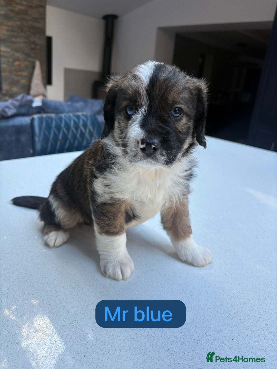 Mixed Breed dogs for sale: Outstanding Saint Bernadoodle Puppies  - Image 31