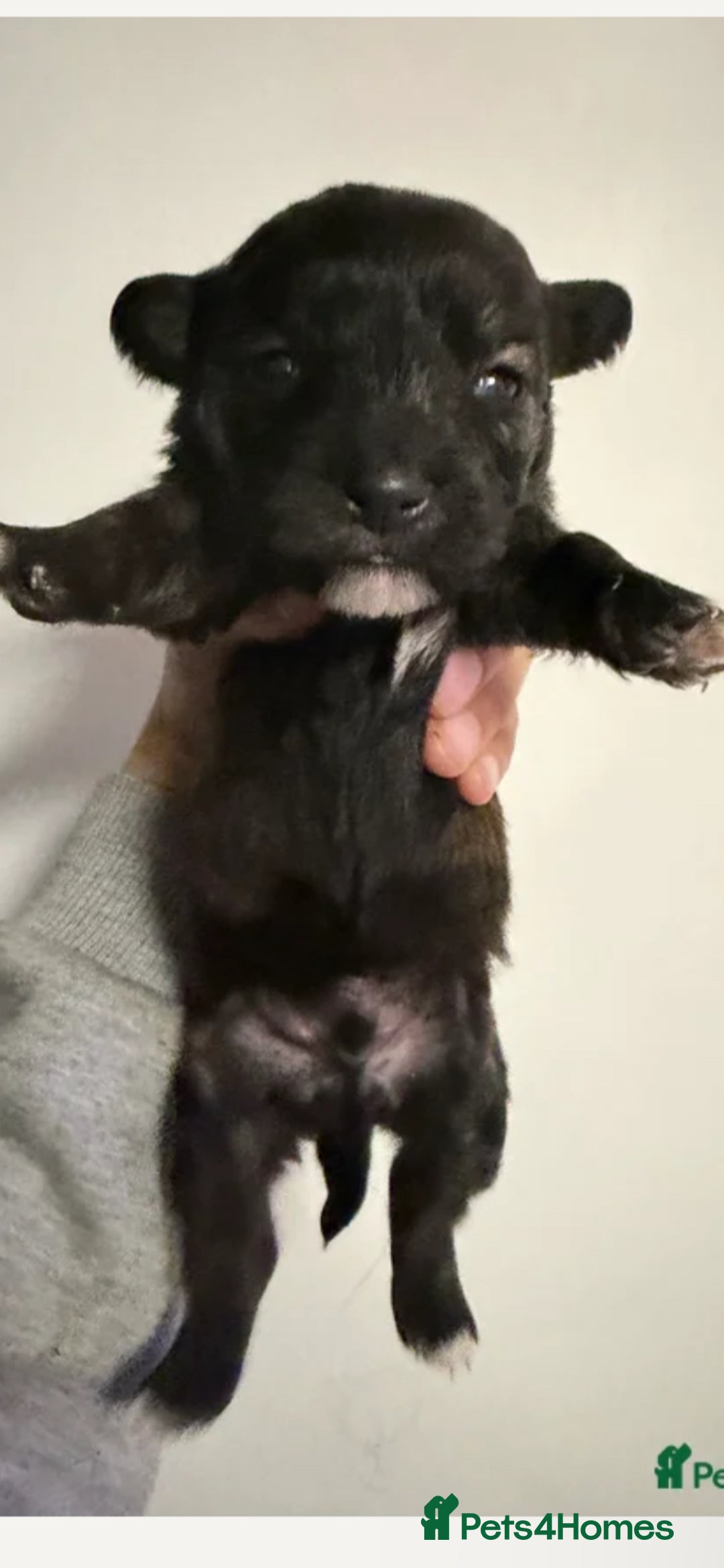 Mixed Breed dogs for sale: Seeking Help in Exchange for Puppy - Advert 6