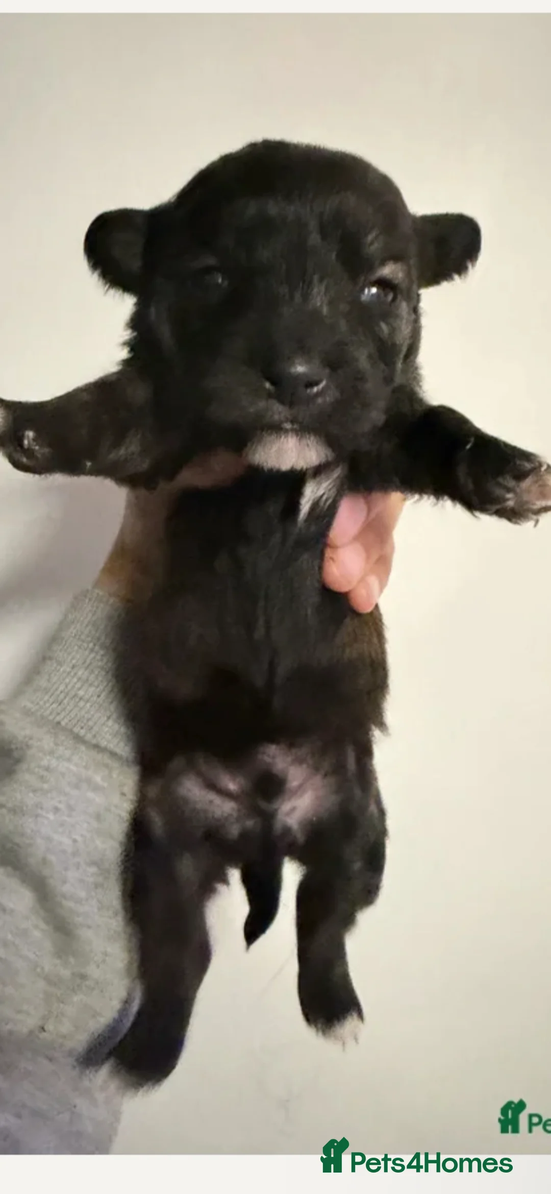 Mixed Breed dogs for sale: £50 Off if collected Today Westie CrossBreeds Sale - Advert 6