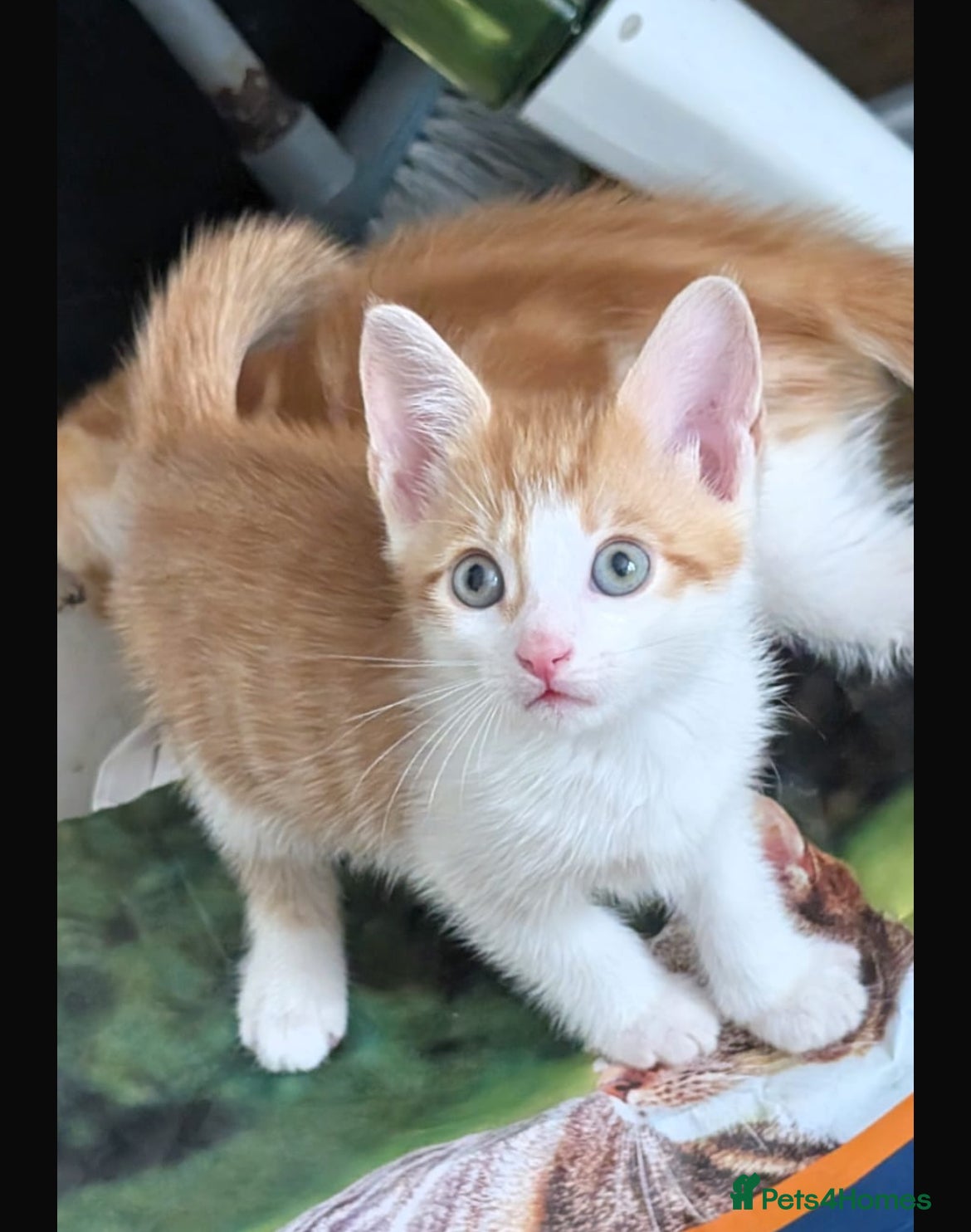 Mixed Breed cats Orange kitten 8 weeks old - Advert 2