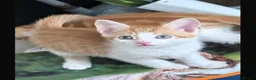 Mixed Breed cats for sale: Orange kitten 8 weeks old in London - Advert 1