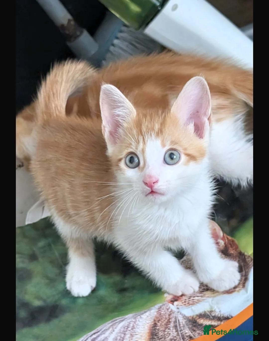 Mixed Breed cats for sale: Orange kitten 8 weeks old in London - Advert 1