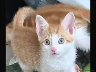 Mixed Breed cats Orange kitten 8 weeks old - Advert 1
