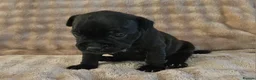 Staffordshire Bull Terrier dogs for sale: KC Reg Staffy Puppies - Bullscaff Sire Bill in Boston - Advert 3