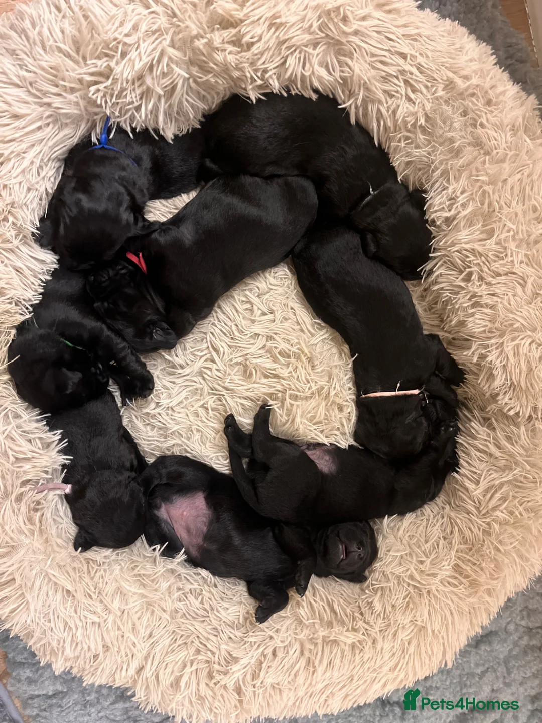 Labrador Retriever dogs for sale: Gorgeous Labrador Puppies  - Advert 2