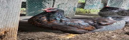 Chickens poultry for sale: Silkies, aracuna, crested rocks, and more - Advert 1