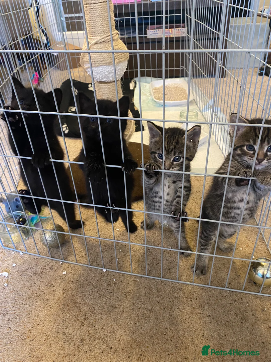 Mixed Breed cats for sale: Tabby and black kittens  in Newton Abbot - Advert 1