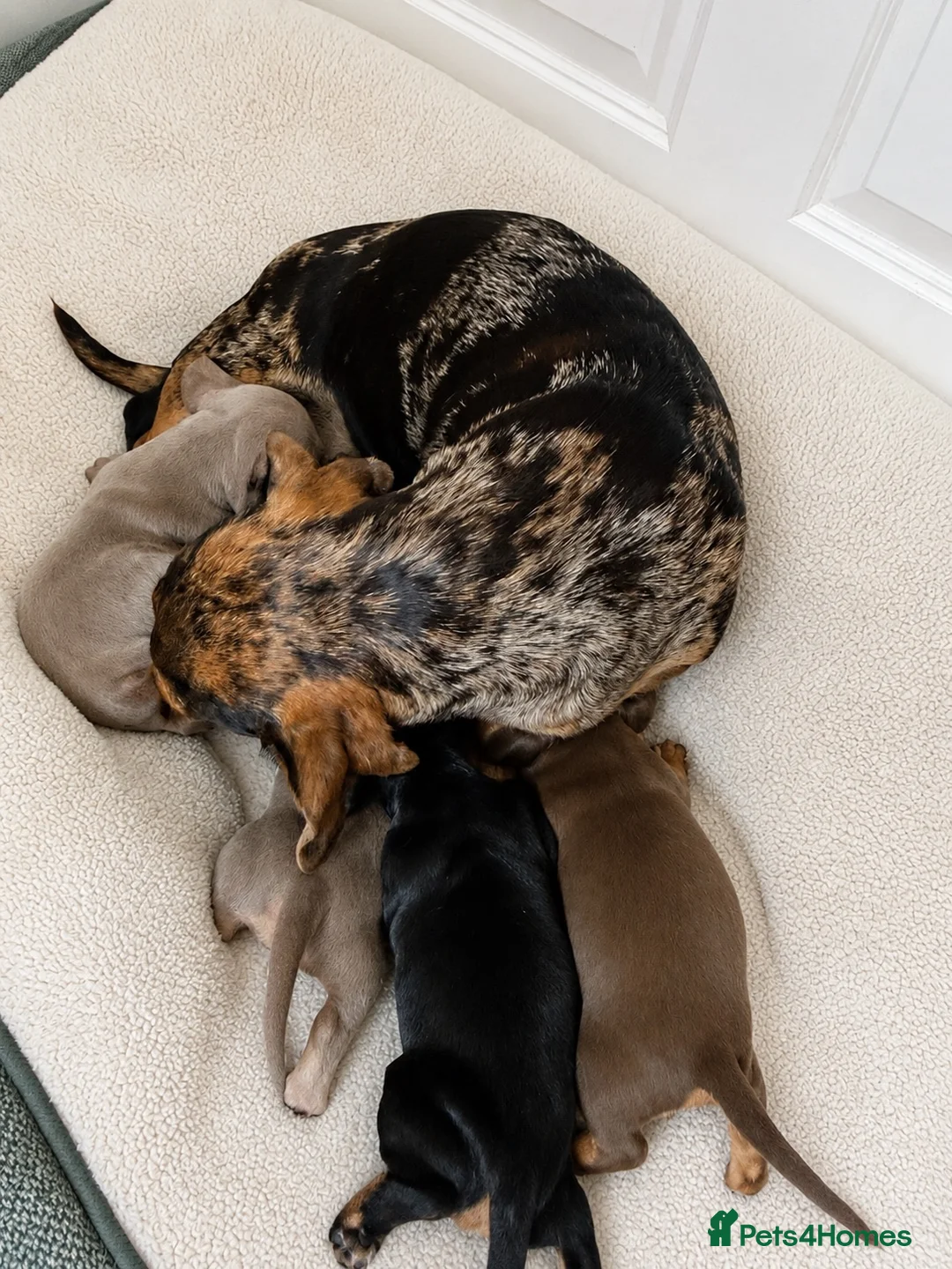 Miniature Dachshund dogs for sale: Beautiful Miniature dachshunds  - Advert 6