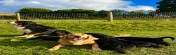 Bernese Mountain Dog dogs for sale: Beautiful Bernese Mountain Dog x Golden Retrievers - Advert 6