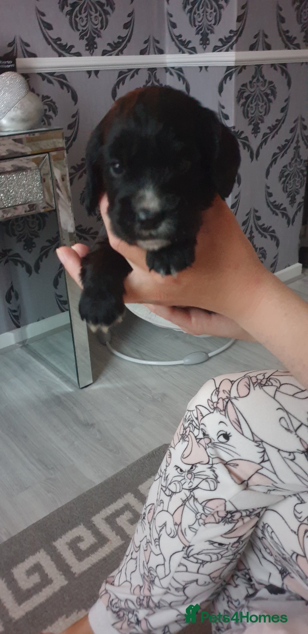 Cocker Spaniel dogs for sale: Cocker spaniel puppies  - Image 6