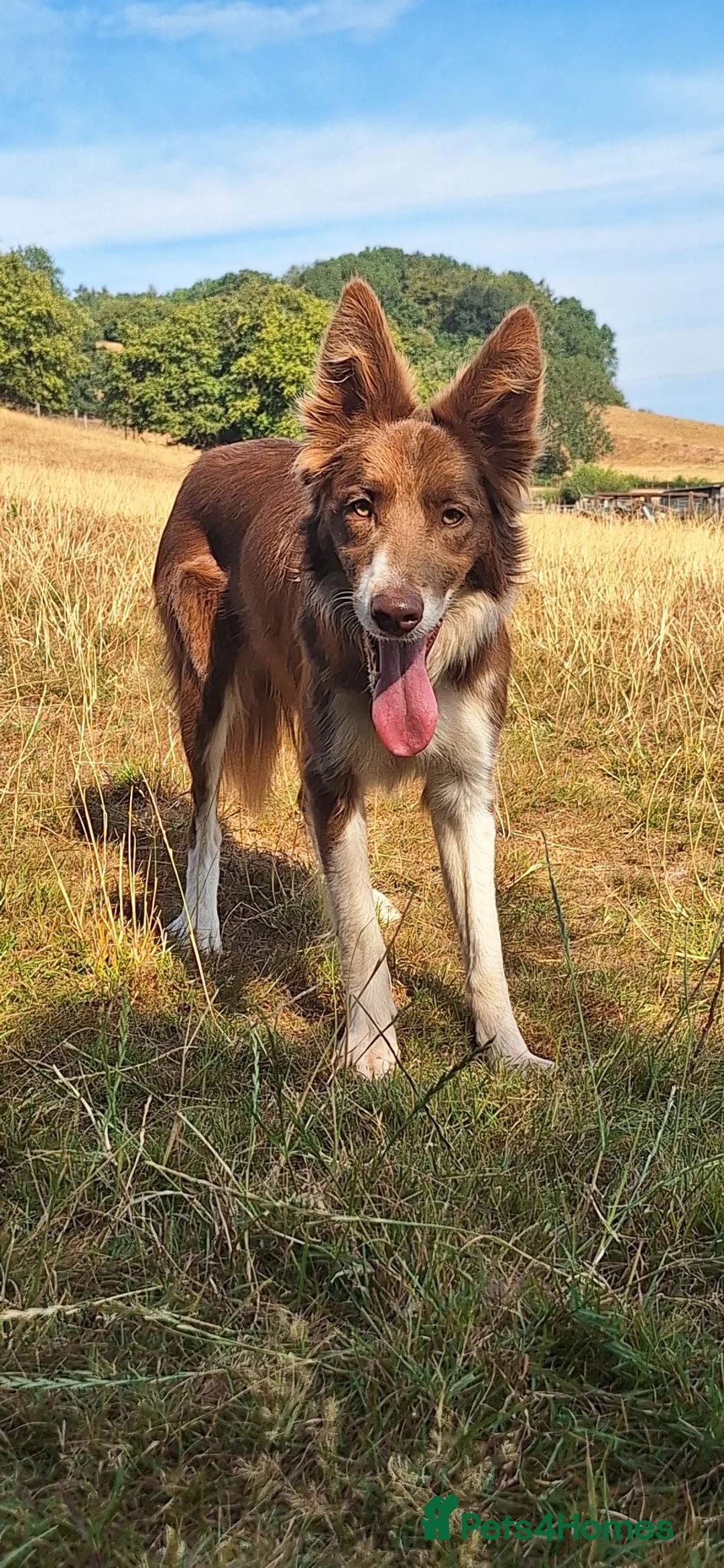 Border Collie dogs for sale: Beautiful Red and White Collie Bitch for Sale - Advert 1